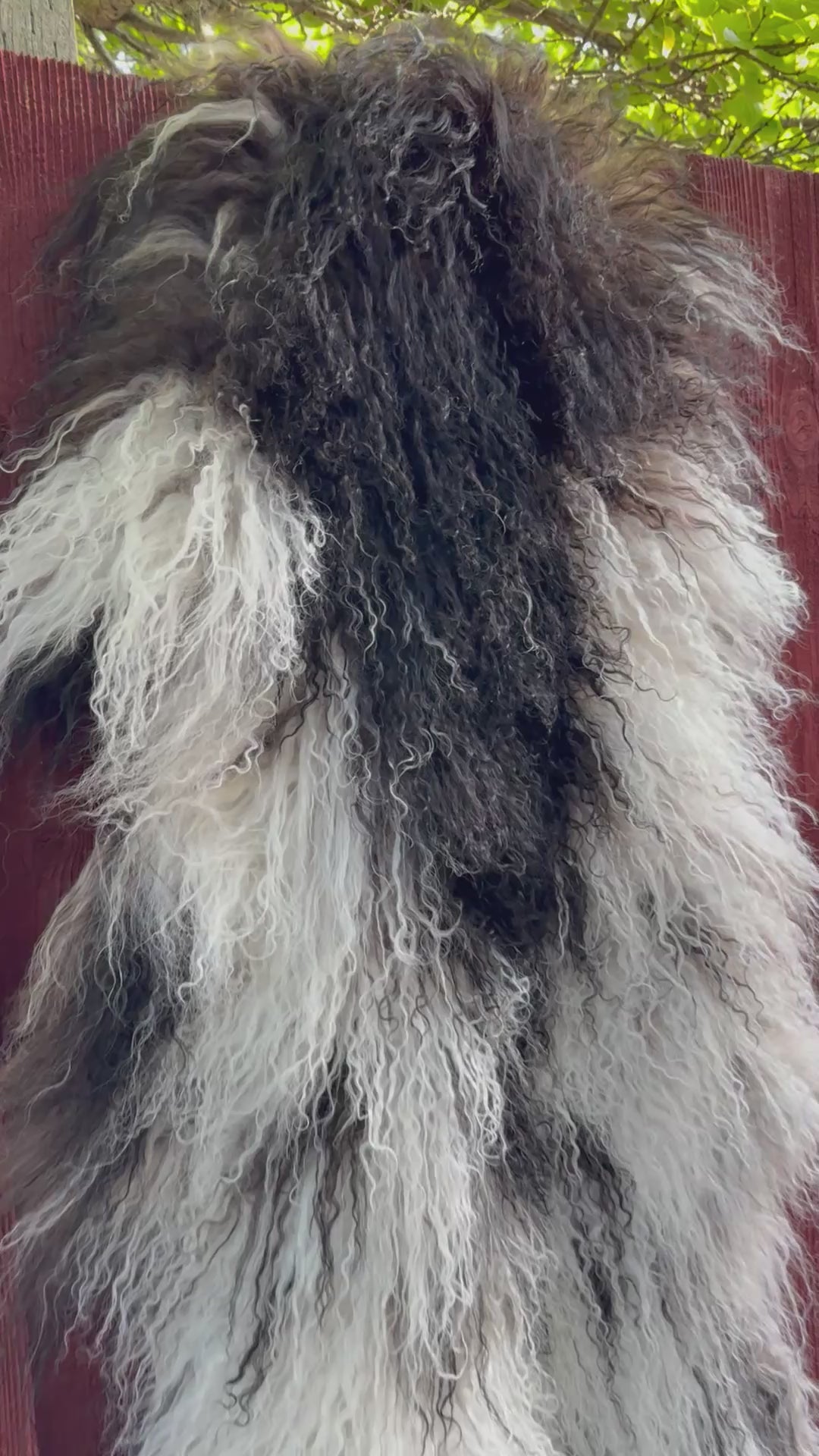 Extra Long Curly Wool Sheepskin N909 - 39"